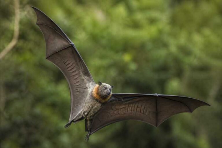 Image of a Rennell Flying Fox in its natural habitat