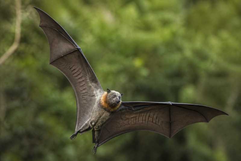 Image of a Rennell Flying Fox in its natural habitat