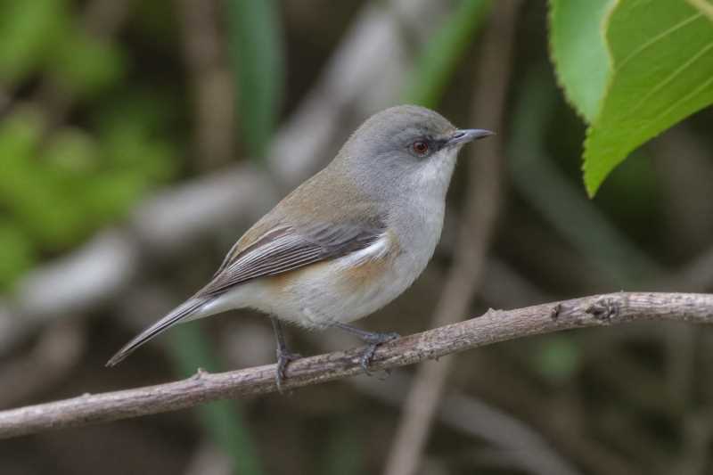 Image of a Reunion Grey White-eye in its natural habitat