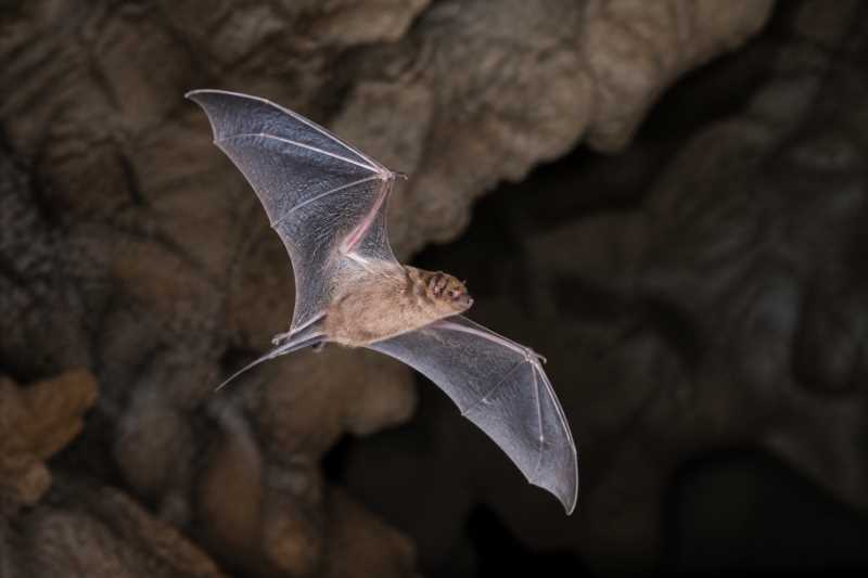 Image of a Ride's Free-tailed Bat in its natural habitat
