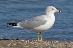 Image of a Ring-billed Gull in its natural habitat