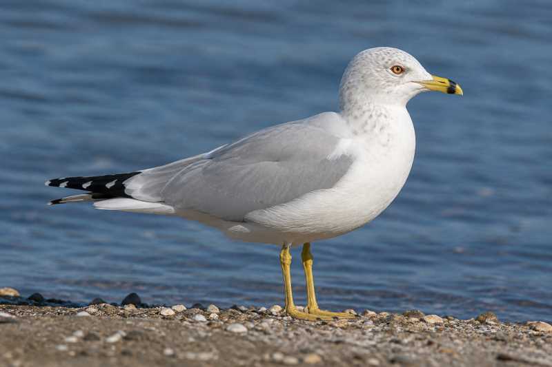 Image of a Ring-billed Gull in its natural habitat