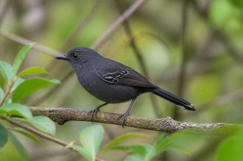 Image of a Rio de Janeiro Antbird in its natural habitat