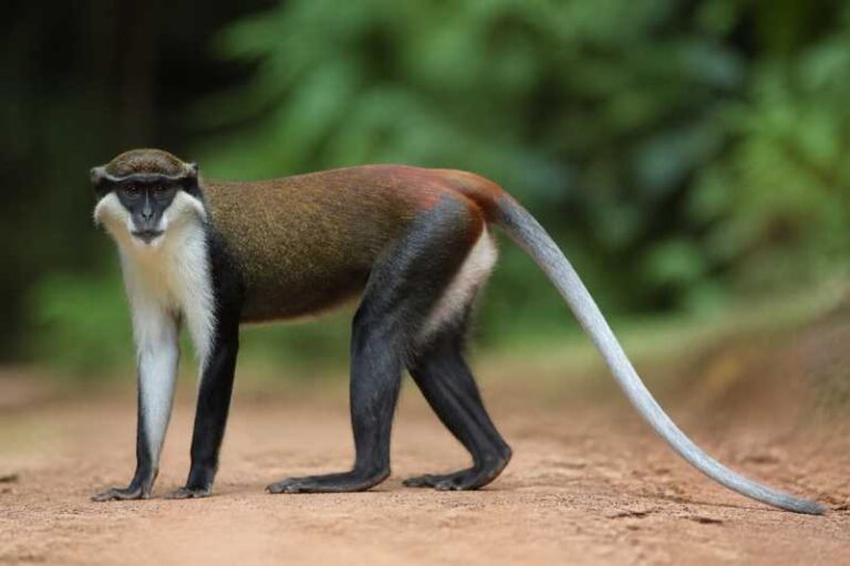 Image of a Roloway Monkey in its natural habitat