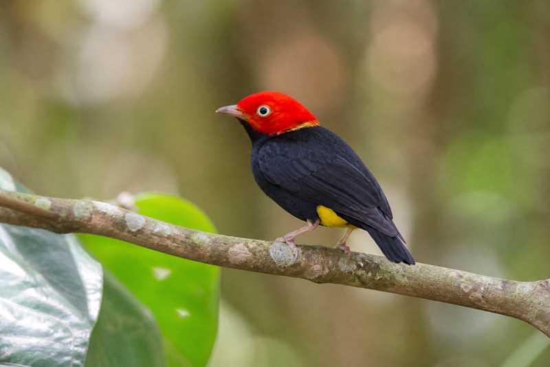 Image of a Round-tailed Manakin in its natural habitat