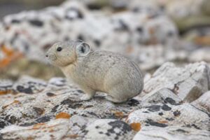 Image of a Royle's Pika in its natural habitat