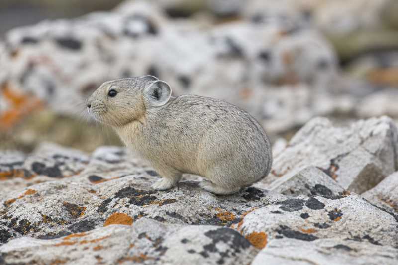 Image of a Royle's Pika in its natural habitat