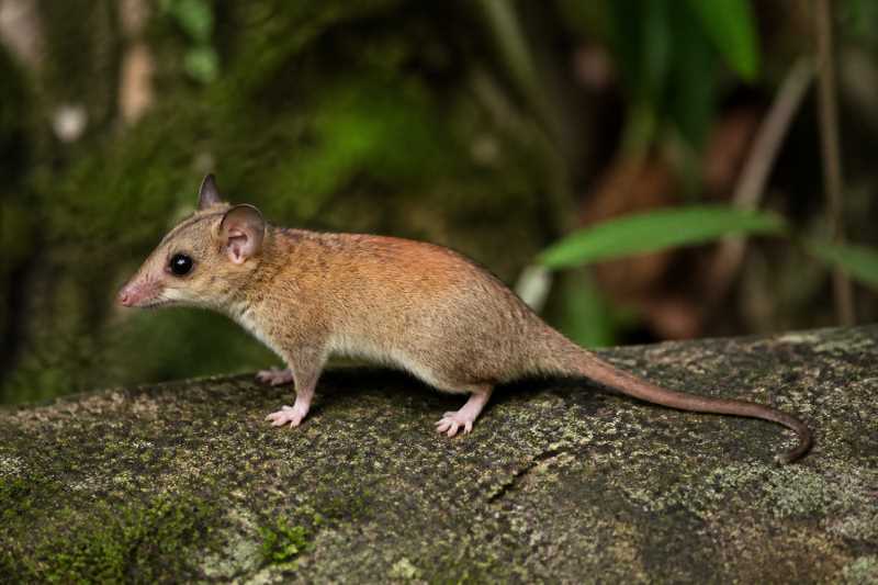 Image of a Rufous Mouse Opossum in its natural habitat