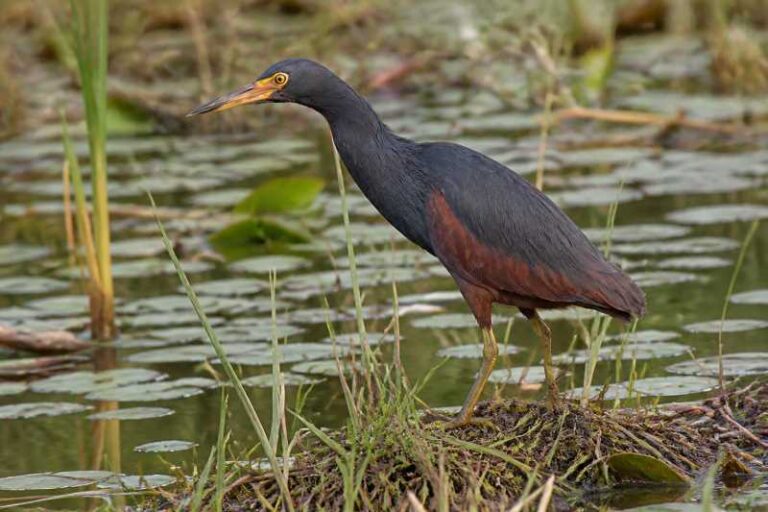 Image of a Rufous-bellied Heron in its natural habitat