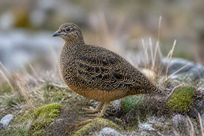 Image of a Rufous-bellied Seedsnipe in its natural habitat
