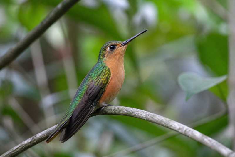 Image of a Rufous-breasted Sabrewing in its natural habitat