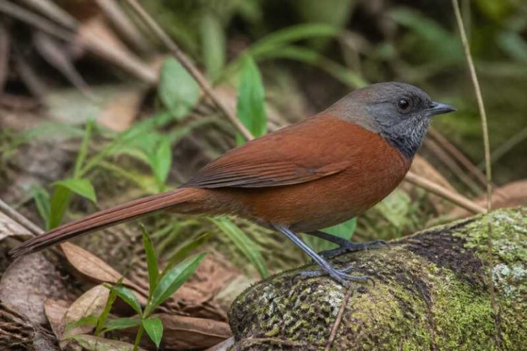 Image of a Rufous-breasted Spinetail in its natural habitat