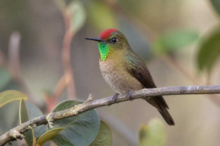 Image of a Rufous-capped Thornbill in its natural habitat