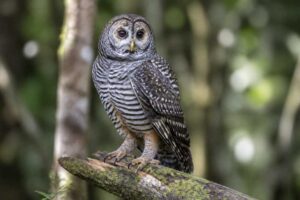 Image of a Rufous-legged Owl in its natural habitat