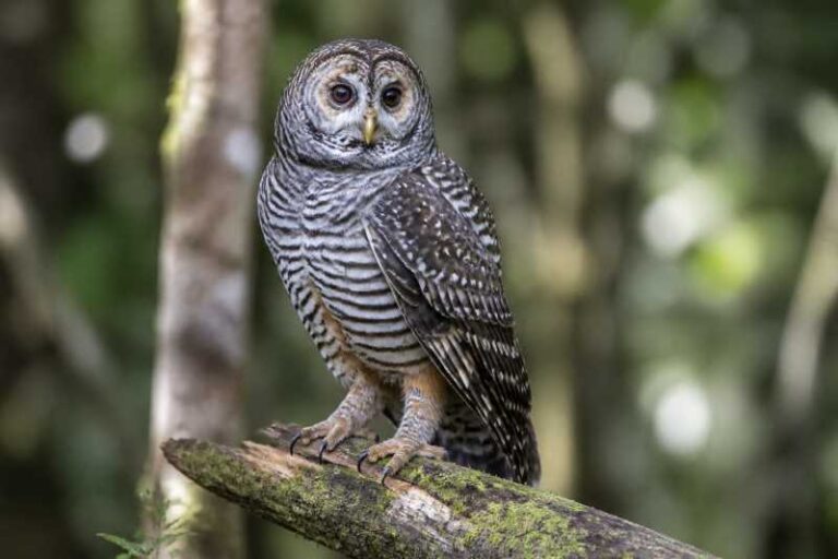 Image of a Rufous-legged Owl in its natural habitat
