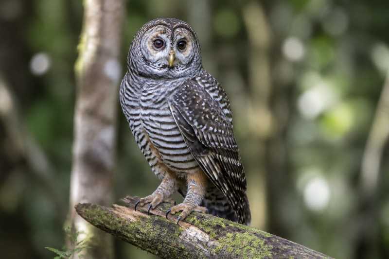 Image of a Rufous-legged Owl in its natural habitat