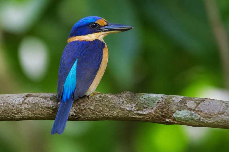 Image of a Rufous-lored Kingfisher in its natural habitat