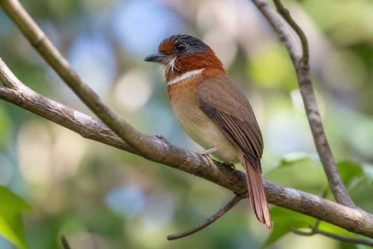 Image of a Rufous-necked Puffbird in its natural habitat