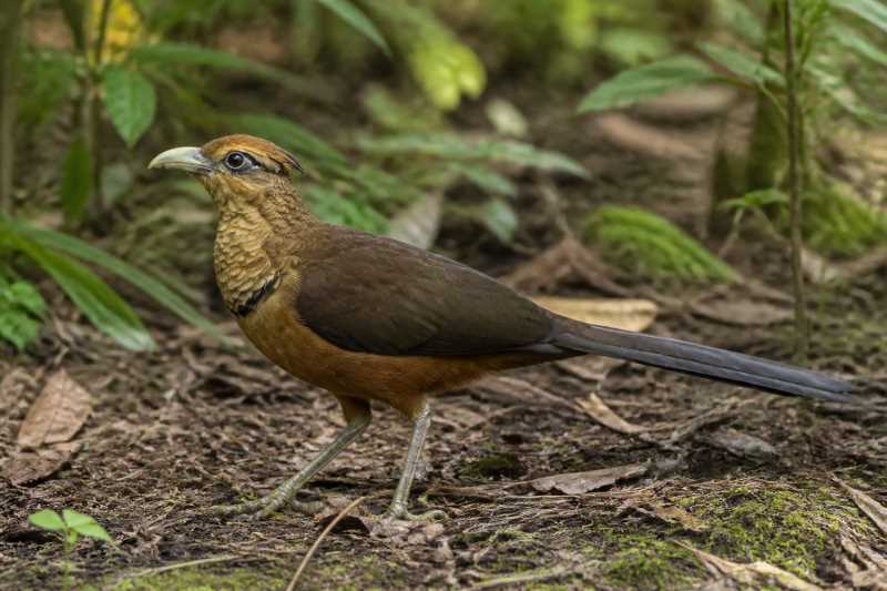 Image of a Rufous-vented Ground Cuckoo in its natural habitat