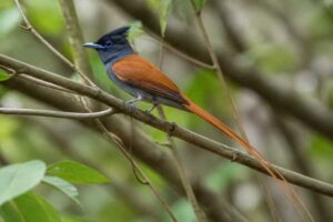 Image of a Rufous-vented Paradise Flycatcher in its natural habitat