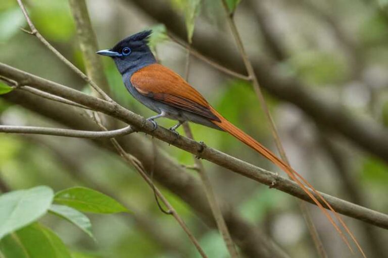 Image of a Rufous-vented Paradise Flycatcher in its natural habitat