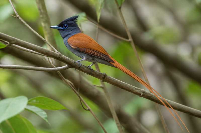 Image of a Rufous-vented Paradise Flycatcher in its natural habitat