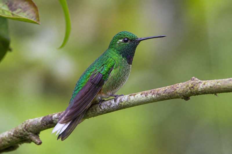 Image of a Rufous-vented Whitetip in its natural habitat