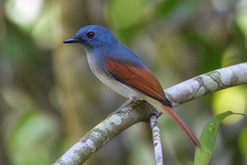 Image of a Rufous-winged Philentoma in its natural habitat