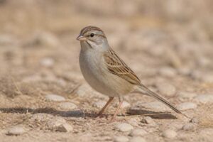 Image of a Rufous-winged Sparrow in its natural habitat
