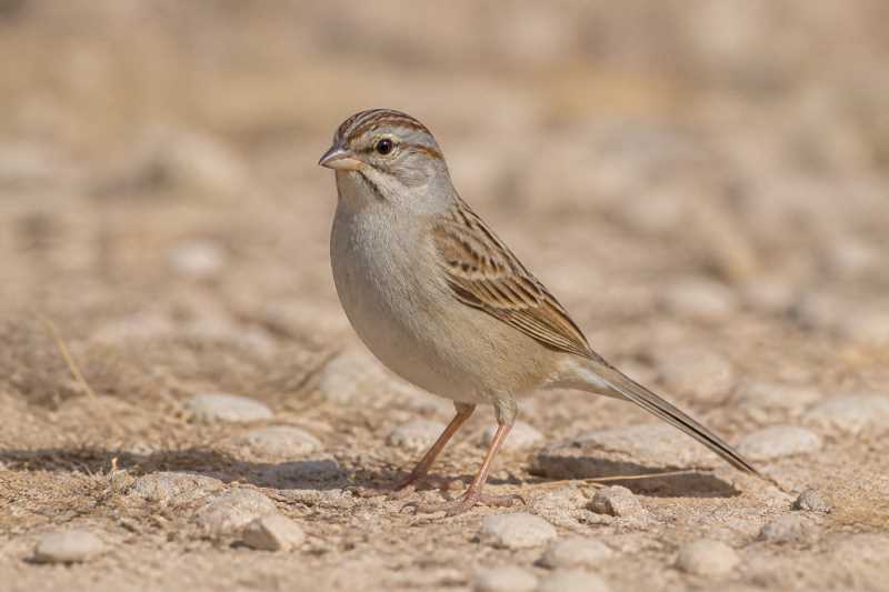 Image of a Rufous-winged Sparrow in its natural habitat