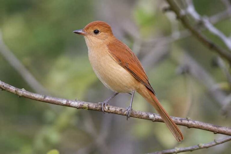 Image of a Rufous Casiornis in its natural habitat