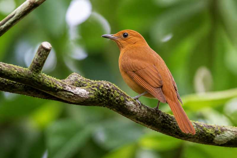 Image of a Rufous Piha in its natural habitat