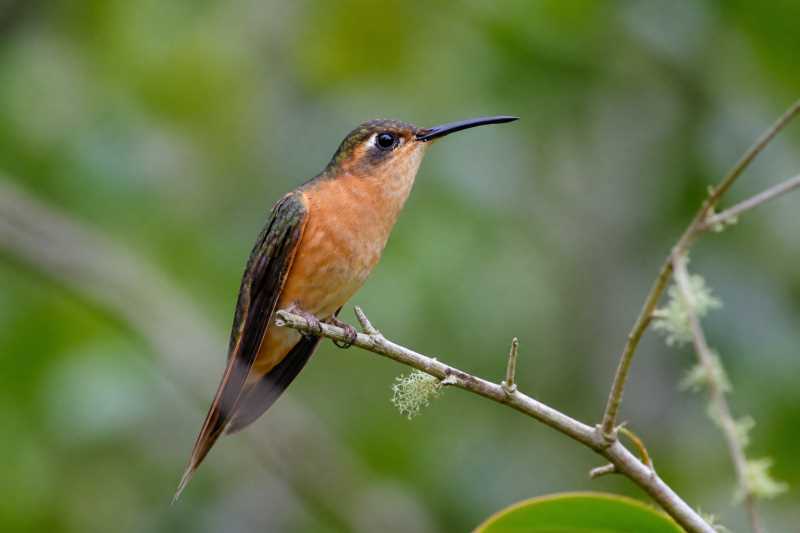 Image of a Rufous Sabrewing in its natural habitat