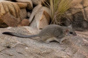 Image of a Rupicolous African Dormouse in its natural habitat