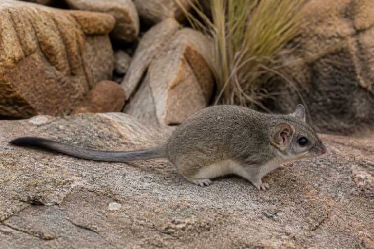 Image of a Rupicolous African Dormouse in its natural habitat