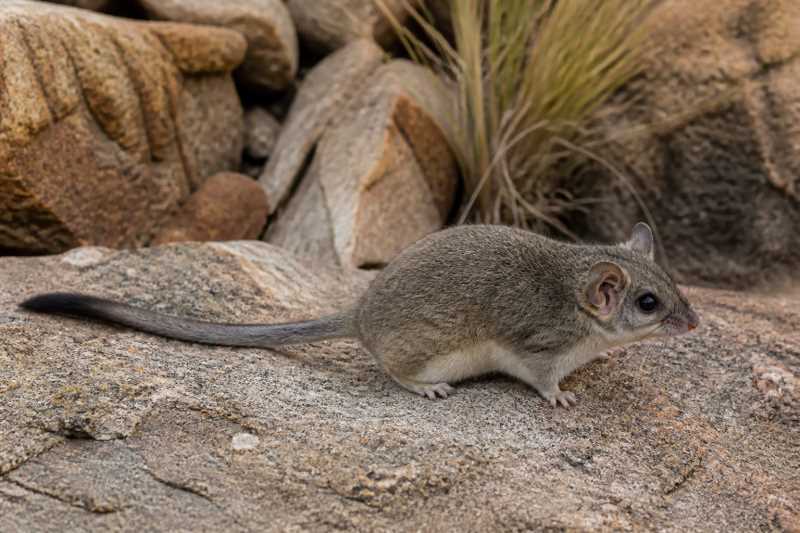 Image of a Rupicolous African Dormouse in its natural habitat