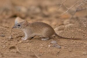 Image of a Rupp's Ethiopian Rat in its natural habitat