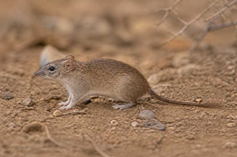 Image of a Rupp's Ethiopian Rat in its natural habitat