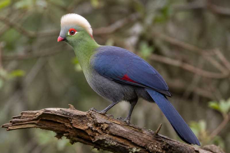 Image of a Ruspoli's Turaco in its natural habitat