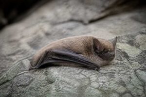 Image of a Russian Myotis in its natural habitat