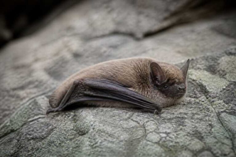 Image of a Russian Myotis in its natural habitat
