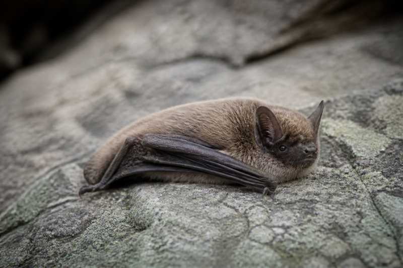 Image of a Russian Myotis in its natural habitat