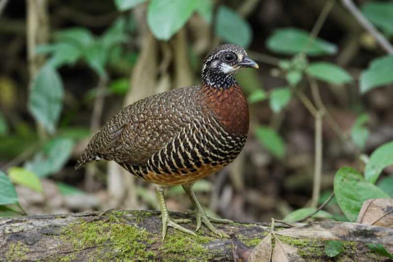 Image of a Sabah Partridge in its natural habitat