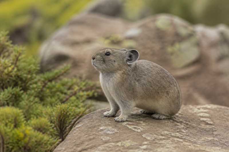 Image of a Sacred Pika in its natural habitat