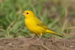 Image of a Saffron Finch in its natural habitat