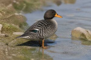 Image of a Salvadori's Teal in its natural habitat