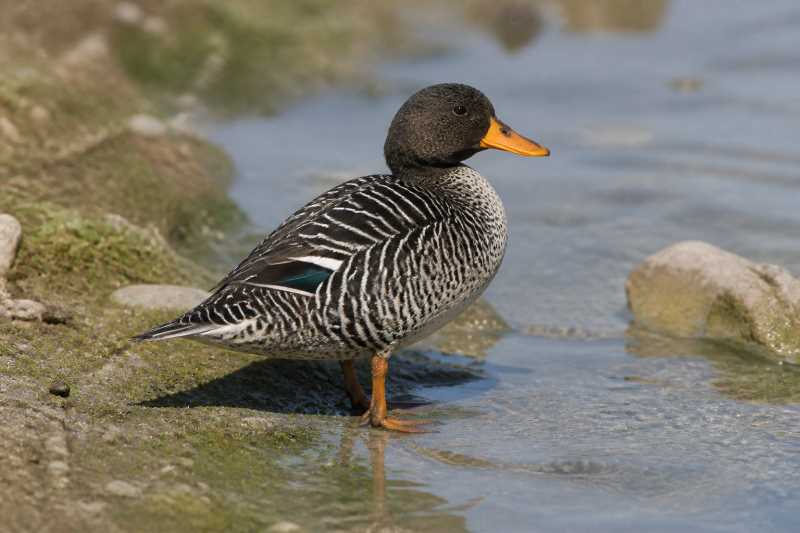 Image of a Salvadori's Teal in its natural habitat