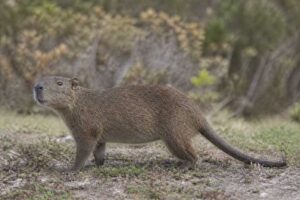 Image of a San Felipe Hutia in its natural habitat