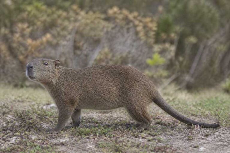 Image of a San Felipe Hutia in its natural habitat