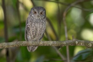 Image of a Sangihe Scops Owl in its natural habitat